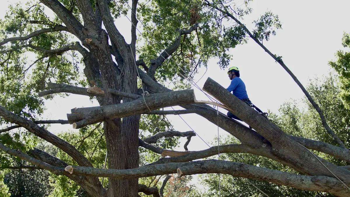 Professional Crown Thinning performed by certified arborists in Chili